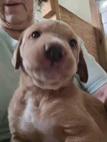 ROMEO, a male Labrador Retriever for sale in Farmville, VA – Photo 2 of 2