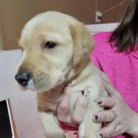 Cleaver, a male Labrador Retriever for sale in Farmville, VA – Photo 1 of 2