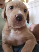 ROMEO, a male Labrador Retriever for sale in Farmville, VA – Photo 1 of 2