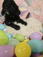 Choco, a male Cavapoo for sale in Farmville, VA – Photo 2 of 3