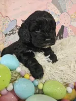 Choco, a male Cavapoo for sale in Farmville, VA – Photo 1 of 3