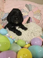 Choco, a male Cavapoo for sale in Farmville, VA – Photo 3 of 3