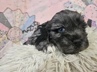 Baxter, a male Cavapoo for sale in Farmville, VA – Photo 1 of 2