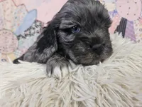 Baxter, a male Cavapoo for sale in Farmville, VA – Photo 2 of 2