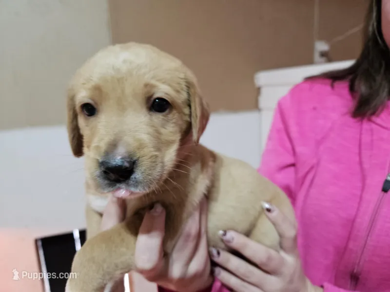 Guliver, a male Labrador Retriever for sale in Farmville, VA – Photo 1 of 1