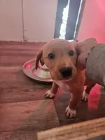 Bootsie, a female Labrador Retriever for sale in Farmville, VA – Photo 2 of 2