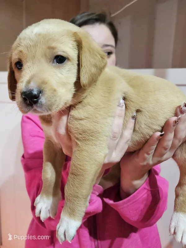 Bootsie – Labrador Retriever puppy for sale in Farmville, VA