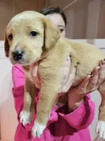 Bootsie, a female Labrador Retriever for sale in Farmville, VA – Photo 1 of 2