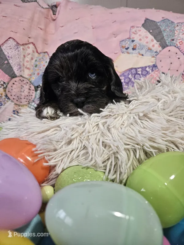 Winston, a male Cavapoo for sale in Farmville, VA – Photo 1 of 3