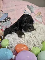 Winston, a male Cavapoo for sale in Farmville, VA – Photo 3 of 3