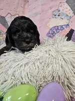 Winston, a male Cavapoo for sale in Farmville, VA – Photo 2 of 3