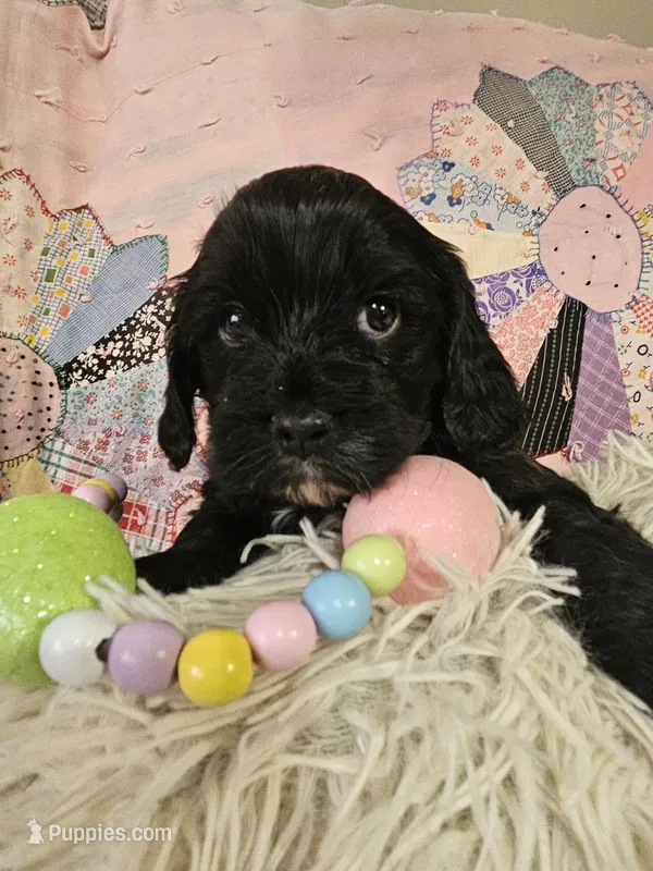 BUBBA, a male Cavapoo for sale in Farmville, VA – Photo 1 of 3