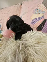 BUBBA, a male Cavapoo for sale in Farmville, VA – Photo 2 of 3