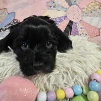 BUBBA, a male Cavapoo for sale in Farmville, VA – Photo 3 of 3