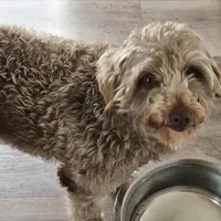 Coco, a female Miniature Aussiedoodle for sale in Farmville, VA – Photo 2 of 3