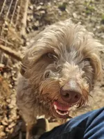 Coco, a female Miniature Aussiedoodle for sale in Farmville, VA – Photo 3 of 3