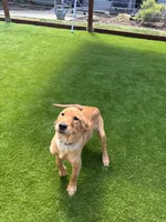 Ivy, a female Golden Retriever for sale in Yuba City, CA – 9 of 10