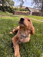 Ivy, a female Golden Retriever for sale in Yuba City, CA – 7 of 10