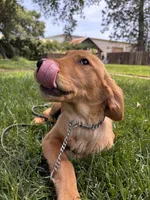 Ivy, a female Golden Retriever for sale in Yuba City, CA – 5 of 10