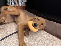 Ivy, a female Golden Retriever for sale in Yuba City, CA – 8 of 10