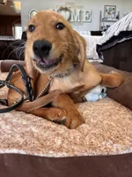 Ivy, a female Golden Retriever for sale in Yuba City, CA – 2 of 10