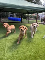 Ivy, a female Golden Retriever for sale in Yuba City, CA – 10 of 10
