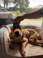 Ivy, a female Golden Retriever for sale in Yuba City, CA – 6 of 10