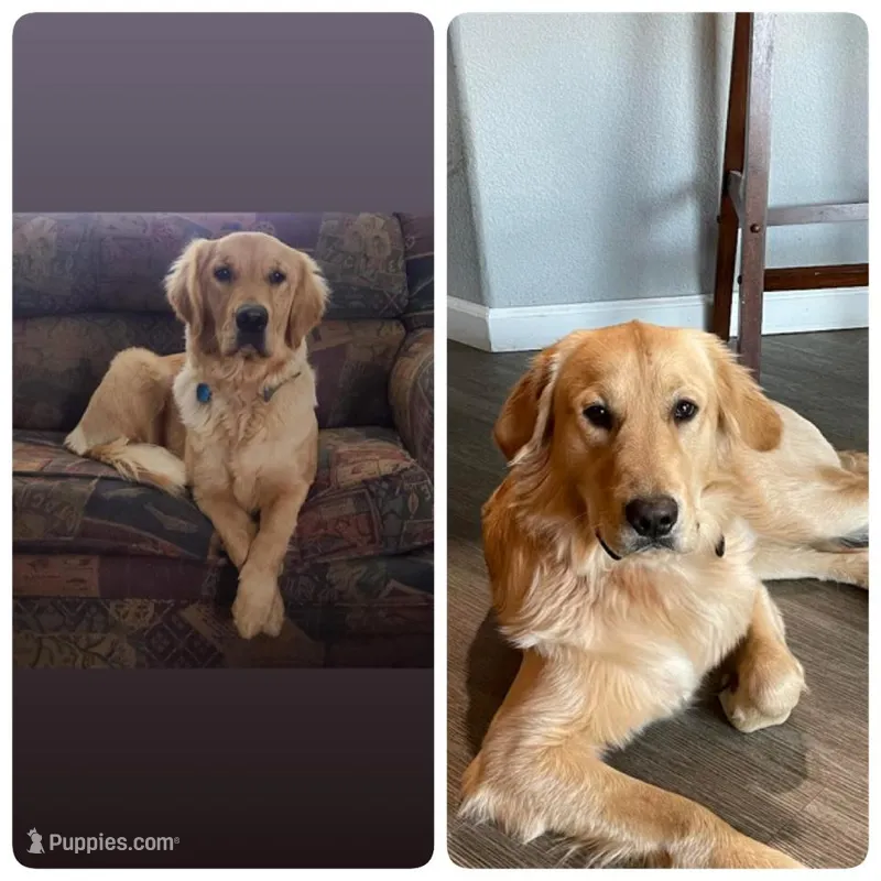 Male Golden , a  Golden Retriever for sale in Yuba City, CA – Photo 1 of 1