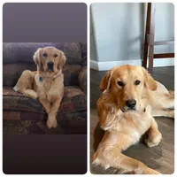 Male Golden , a  Golden Retriever for sale in Yuba City, CA – 1 of 1