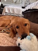 Ivy, a female Golden Retriever for sale in Yuba City, CA – 1 of 10