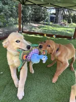 Ivy, a female Golden Retriever for sale in Yuba City, CA – 4 of 10