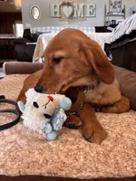 Ivy, a female Golden Retriever for sale in Yuba City, CA – 3 of 10
