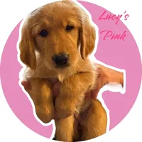 AKC Red female, a female Golden Retriever for sale in Yuba City, CA – Photo 3 of 9