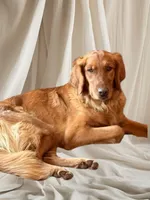 AKC Red female, a female Golden Retriever for sale in Yuba City, CA – Photo 8 of 9