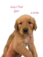 AKC Red female, a female Golden Retriever for sale in Yuba City, CA – Photo 5 of 9