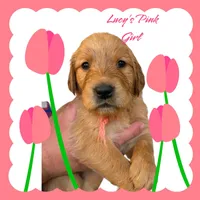 AKC Red female, a female Golden Retriever for sale in Yuba City, CA – Photo 6 of 9