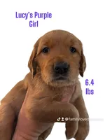 AKC RED Female, a female Golden Retriever for sale in Yuba City, CA – Photo 8 of 10