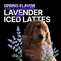 AKC RED Female, a female Golden Retriever for sale in Yuba City, CA – Photo 3 of 10