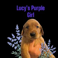 AKC RED Female, a female Golden Retriever for sale in Yuba City, CA – Photo 6 of 10