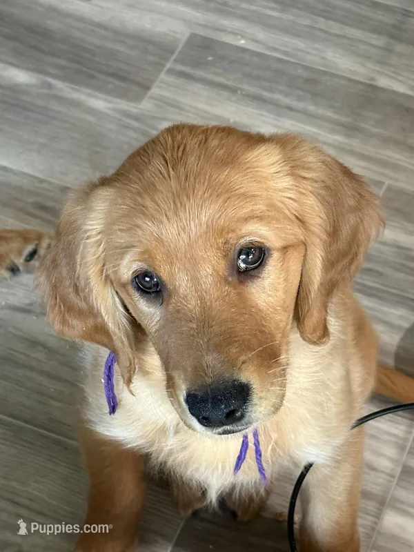 AKC RED Female, a female Golden Retriever for sale in Yuba City, CA – Photo 1 of 10