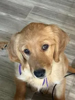 AKC RED Female, a female Golden Retriever for sale in Yuba City, CA – Photo 1 of 10