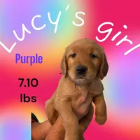 AKC RED Female, a female Golden Retriever for sale in Yuba City, CA – Photo 7 of 10