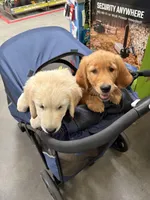 AKC RED Female, a female Golden Retriever for sale in Yuba City, CA – Photo 4 of 10