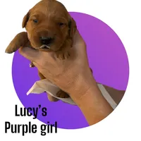 AKC RED Female, a female Golden Retriever for sale in Yuba City, CA – Photo 9 of 10