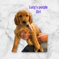 AKC RED Female, a female Golden Retriever for sale in Yuba City, CA – Photo 5 of 10