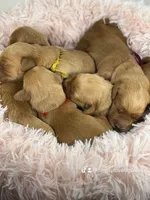 AKC RED Female, a female Golden Retriever for sale in Yuba City, CA – Photo 10 of 10