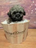 Sugar, a female Maltipoo and Shih Tzu for sale in Mesa, AZ – 2 of 4