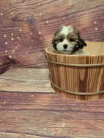 Prosper , a male Shih Tzu for sale in Mesa, AZ – Photo 6 of 6