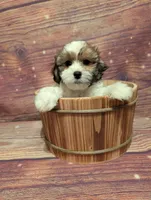 Prosper , a male Shih Tzu for sale in Mesa, AZ – Photo 5 of 6