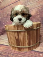 Prosper , a male Shih Tzu for sale in Mesa, AZ – Photo 4 of 6